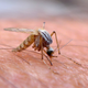 Illustration for article titled The Many Ways Were Using Mutant Mosquitos to Eradicate Disease